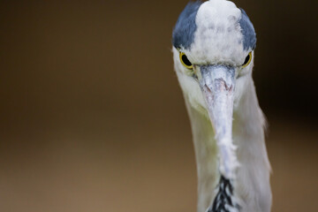 l gray heron . bird is several shades of grey with a long beak.