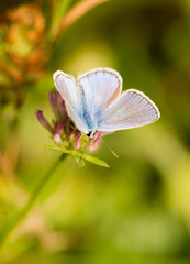 Papillons de France