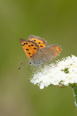 Papillons de France