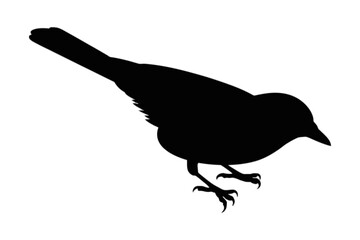 Small bird perched with sharp talons silhouette