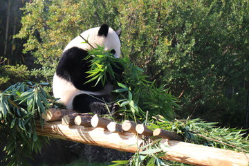 アドベンチャーワールド、和歌山県
