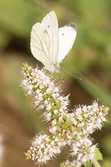 Papillons de France