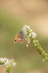 Papillons de France