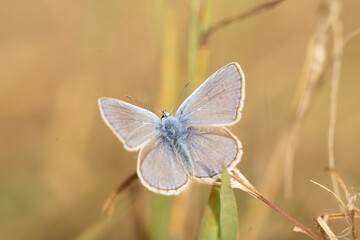Papillons de France