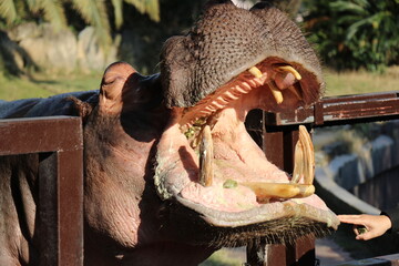 カバ　和歌山　アドベンチャーワールド　餌やり　カバフィーディング