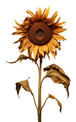 Withered Sunflower Isolated on Transparent Background PNG
