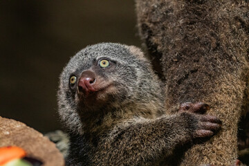 Bear cuscus, Phalanger Maculatus with baby on her back