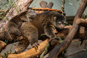 Fototapeta premium Bear cuscus, Phalanger Maculatus with baby on her back
