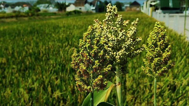 Organic sorghum farming in Indonesia. Agricultural concept