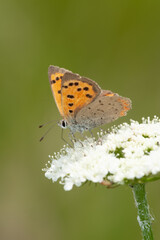 Papillons de France