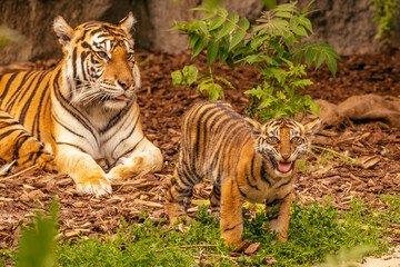 Tiger cubs playing with his mother,sumatra tiger Panthera tigris