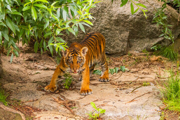 Sumatran tiger family with two little cubs