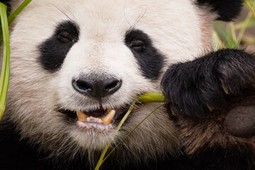 giant black and white panda is eating bamboo. Large animal closeup
