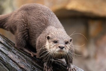 Asian small clawed otter Amblonyx cinerea, small clawed otter