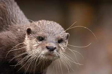 Asian small clawed otter Amblonyx cinerea, small clawed otter