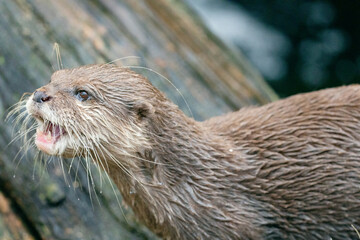 Asian small clawed otter Amblonyx cinerea, small clawed otter