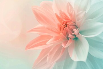 Fototapeta premium pink lily flower