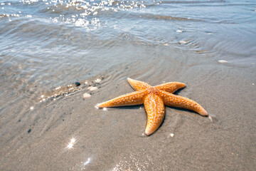 Lebendiger Seestern am Strand auf der Nordseeinsel F&ouml;hr