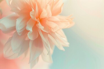 Fototapeta premium soft pink flower