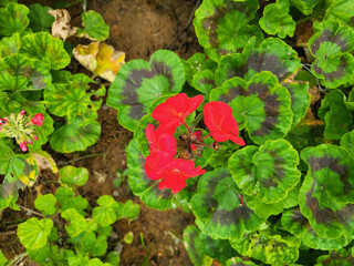 Pelargonium Zonale plant in the garden. Also called Zona Geranium, it is a species of small shrub of the Geraniaceae family. Zona Geraniums are characterized by a dark circular pattern around leaves.