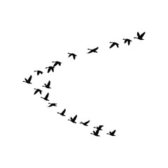 Silhouettes of birds flying in V-formation, symbolizing teamwork and migration