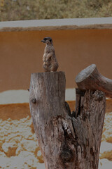 A meerkat stands alert on top of a weathered tree stump, scanning its surroundings against a soft...