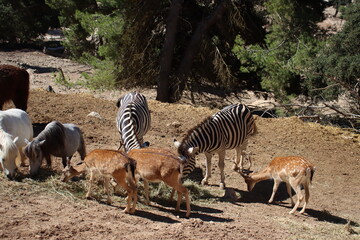 Two zebras and several antelopes feed together on hay in a sunlit enclosure. The scene captures a peaceful moment of coexistence among different grazing species.
