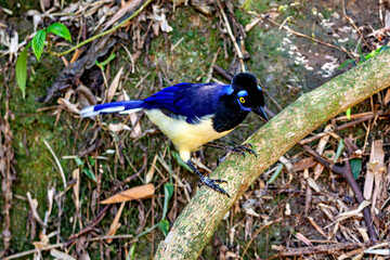 A Blue Capped Raven in the jungle of Iguazu