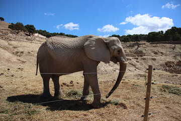 An elephant stands on dry, straw-covered ground inside a spacious enclosure. Its trunk is gently...
