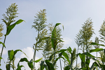 Tall sorghum plants swaying under a clear blue sky