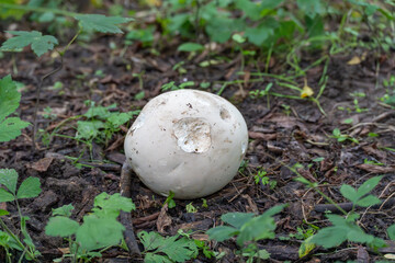 Single giant puffball on the forest floor. A single giant puffball lies on slightly damp forest floor. Its surface shows scratches and bite marks.