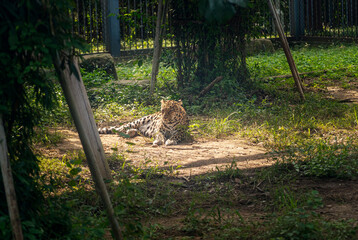 Majestic Leopard Relaxing in a Sunlit Natural Habitat Surrounded by Lush Greenery
