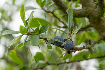 Sloe Prunus spinosa on a branch. Two dark blue sloe fruits hang from a prickly branch. The fruits...