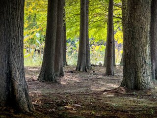 Enchanted Forest: A Serene Retreat Surrounded by Nature's Majesty