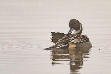 Pintail duck reflected on calm water in the morning