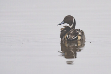 Pintail duck reflected on calm water in the morning