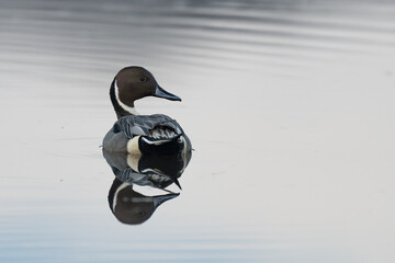 Pintail duck reflected on calm water in the morning