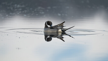 Pintail duck reflected on calm water in the morning