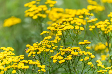 Tansy Tanacetum vulgare in a meadow. Bright yellow flower heads of tansy cover the meadow. The flowers are densely clustered on tall stems.
