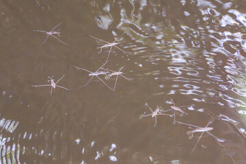 Water Striders on Water. Several water striders Gerridae glide across the water's surface, held by...