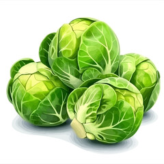 Fototapeta premium Brussels sprout vector illustration 