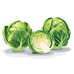 Fototapeta premium Brussels sprout vector 