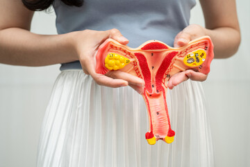 Uterus, Asian woman holding human anatomy model.