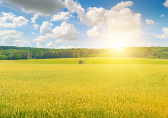 field of wheat with ears close-up and bright sunset.