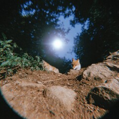 Rocky highland river trail with foxes and strong shadows, epic sky view