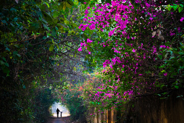 Blossoming Pathway: A Journey Through Nature's Beauty