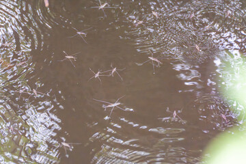 Water striders on dark water. Water striders Gerridae move elegantly across the calm water surface....