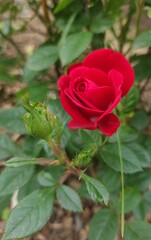 single red rose