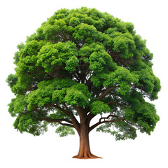 Lush Green Tree Nature Photography Vibrant Foliage Isolated on White Background Perfect for EcoFriendly Designs Environmental Projects and NatureThemed Artwork