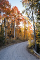 Turn in the road leads through aspens in fall